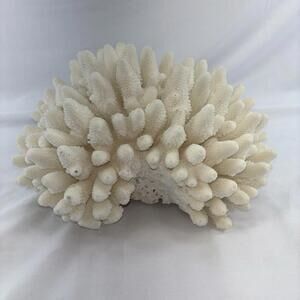 NATURAL WHITE South Pacific  Coral SPECIMEN 6. Lbs